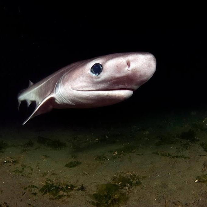 B.C. researcher says liver oil, meat trade threaten deepwater shark populations